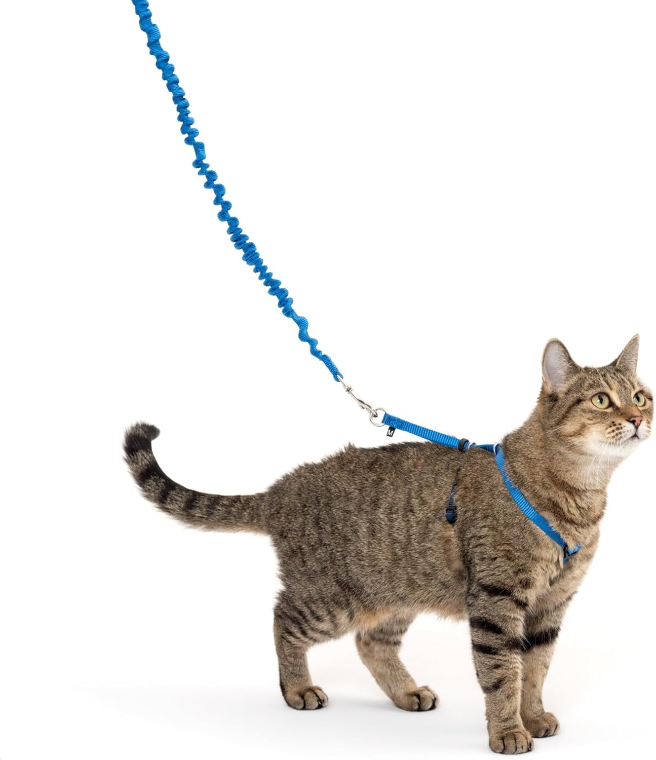 and Bungee Leash, Medium, Royal Blue